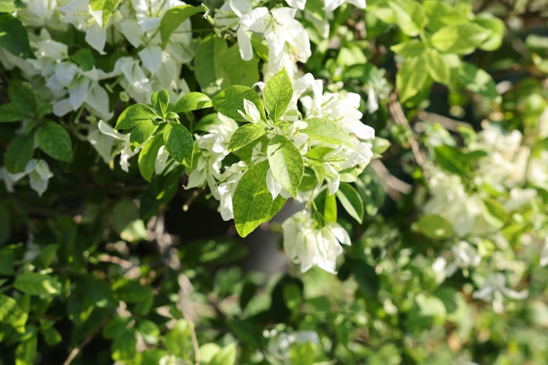 The Ultimate Guide to Growing Bougainvillea in the US