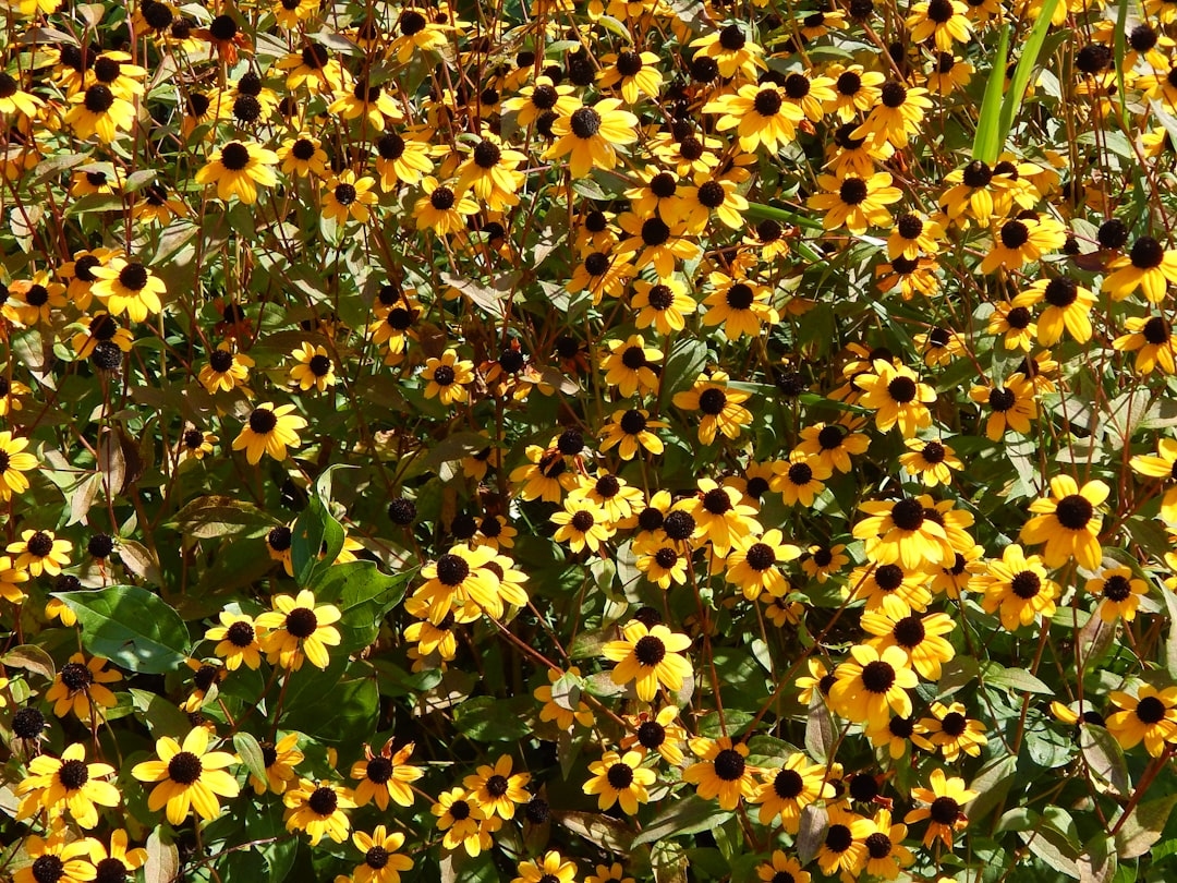 Growing Black-Eyed Susans: Native Wildflowers for Every Garden