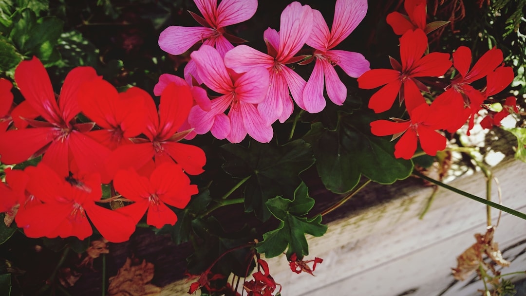 Complete Guide to Geraniums: Annual and Perennial Varieties
