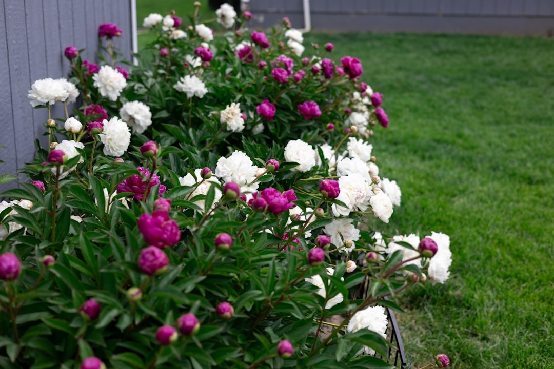 The Ultimate Guide to Growing Peonies: Planting, Care, and Varieties