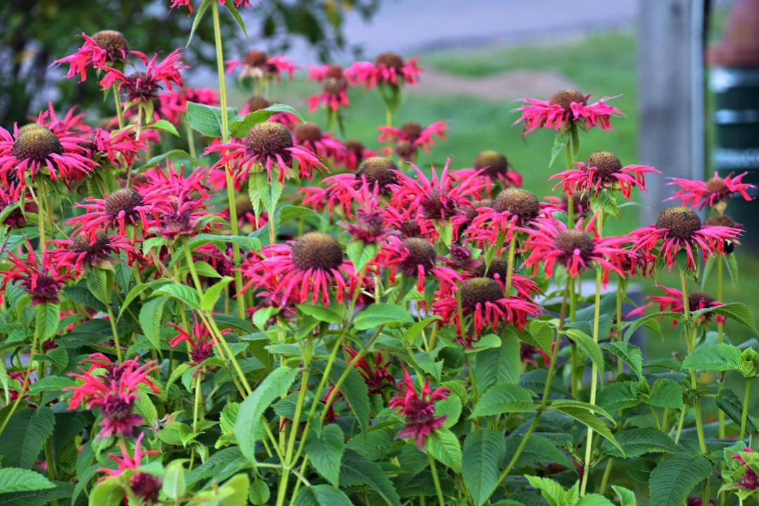 The Ultimate Guide to Coneflowers: Echinacea Varieties and Care
