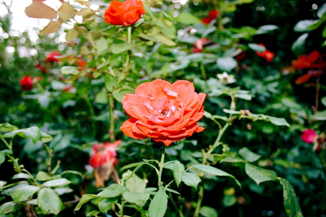 Complete Guide to Roses: Types, Care, Pruning, and Growing Tips