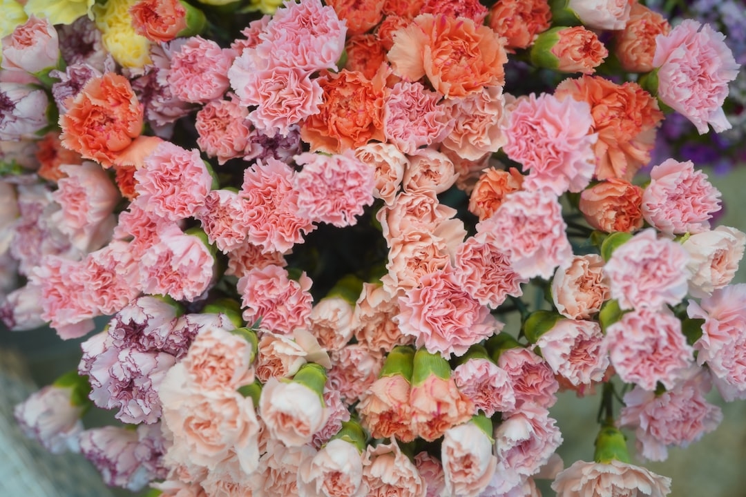 The Ultimate Guide to Carnations: Symbolism, Care, and Arrangements